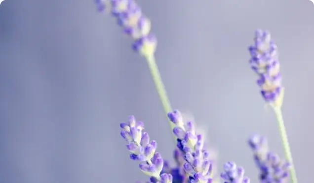 Delicate lavender flowers against a soft, blurred background.